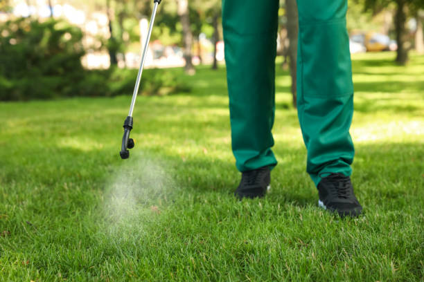 Best Local Pest Control Services  in Sullivan City, TX