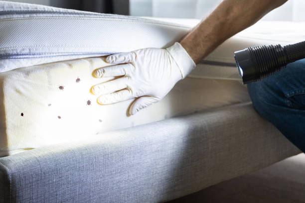 Best Affordable Pest Control Services  in Sullivan City, TX