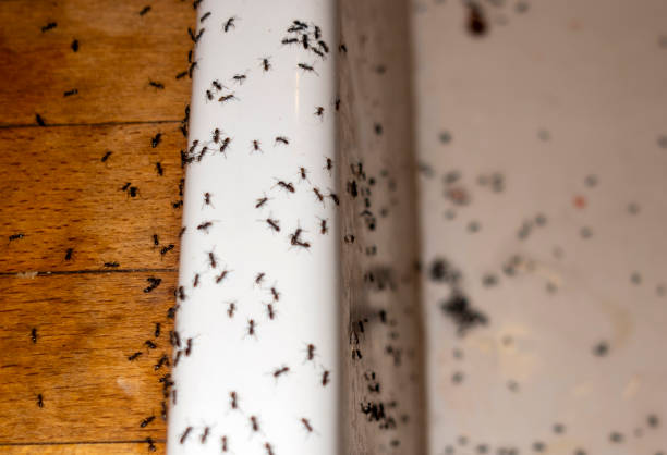 Best Residential Pest Control  in Sullivan City, TX